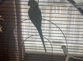 Tame female Indian ring neck