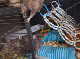 3 male rats dad and 2 sons