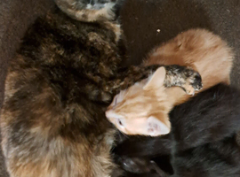 Gingers and tortie ready for new home pricrs vary read add