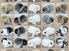 Mini Lop Rabbits