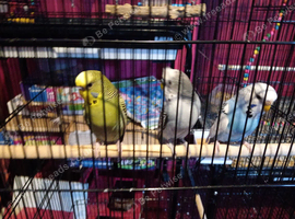 3 budgies. 2 girls 1boy.