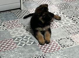 Gorgeous pure German Shepherd puppies