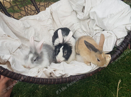 Reduced mum and 2 babies