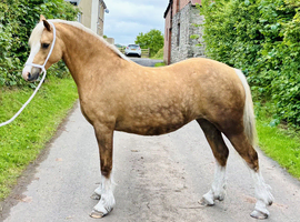 Quality Welsh Section C filly 3 years old 12.2hh approx