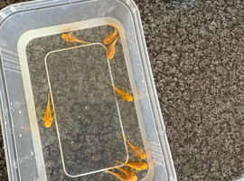 Lemon juvenile bristlenose pleco