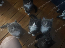 Ragdoll cross Russian blue