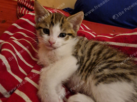 5 Beautiful kittens