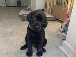**Black Labrador Puppies &ndash; Classic Looks, Wonderful Characters