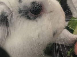 I&rsquo;m looking for a mate for my Neutered female rabbit I am a 13 year old but I need a free male rabbit that can be paired with my female as her other m