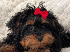 Female poodle c