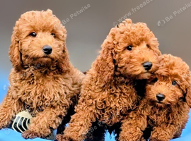 F1 B COCKAPOO PUPPIES