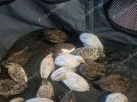 Button quail