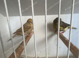 Breeding pair of canaries