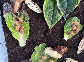 Baby giant African land snails (Lissachatina fulica)