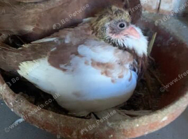 Beautiful young birds