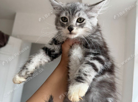 One Kittne