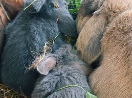 Beautiful lop eared rabbits