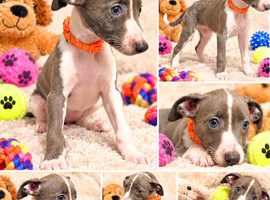 Beautiful Whippet Puppies Ready For Their New Homes