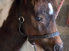 MINI SHETLAND colt foal, spsbs reg.