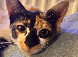 Rehoming my beautiful cat