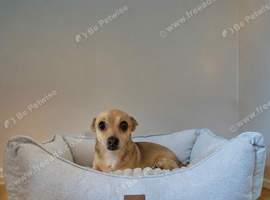 Jackrussell cross chihuahua for sale