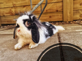 Male lion lop 2 year old