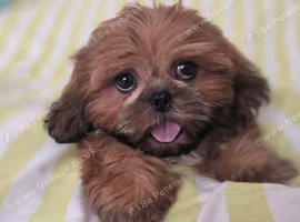 Kc registered shih tzumale for sale