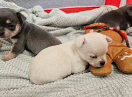Chihuahua puppies for sale