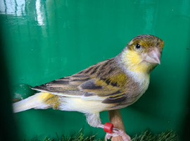 Proven pair Timbrado canaries