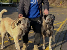Turkish Kangal/Malakali Panther 1 Year Old Pup
