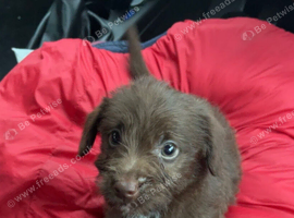 Beautiful Toy Jackapoo Chocolate boy