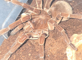Tarantula list