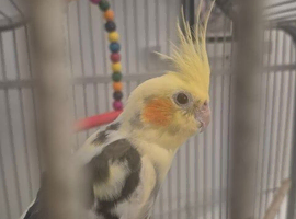 Female cockatiel