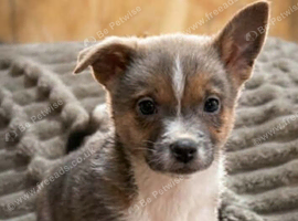 11 week old male pomchi