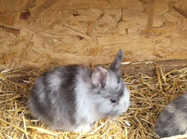 Dwarf lop babys