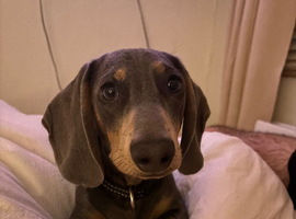 Rocky