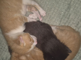 3 kittens for sale ready to go MID JUNE
