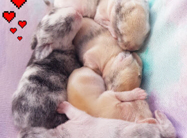 5 adorable bunny rabbit
