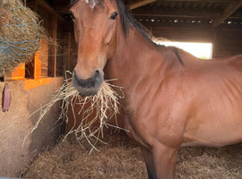 15.3hh mare for sale