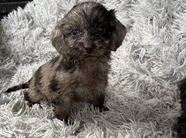 Beautiful Cockapoo puppies looking for there forever family home