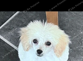 Toy poodle female