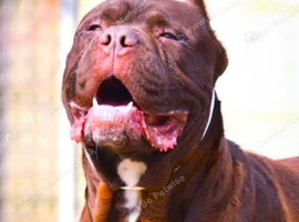 North American mastiff