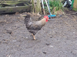Game hen and cock