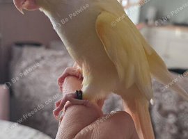 Lutino conure needs special home