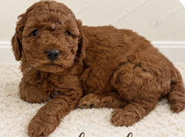 Beautiful cockapoo pups
