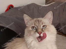 Boy with blue eyes siberian mix