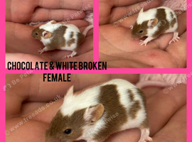 Fancy mice