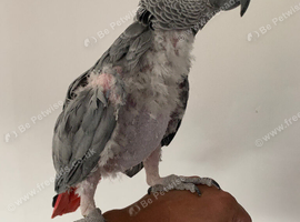 Hand tame African grey parrot