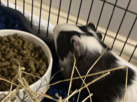 2 males for sale