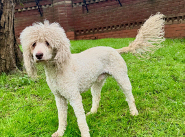 Poodle